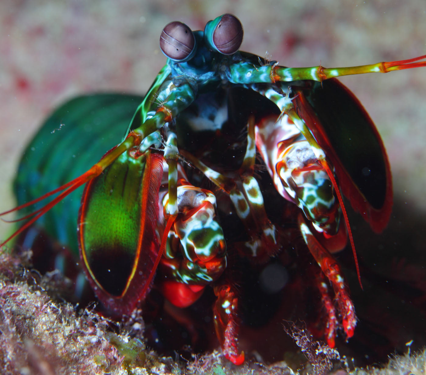 Mantis Shrimp